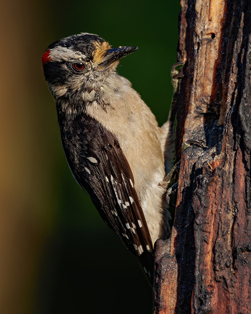 Downy Woodpecker