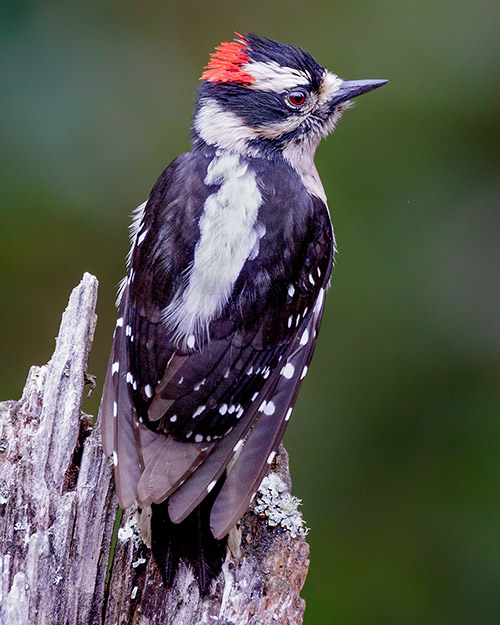 Downy Woodpecker