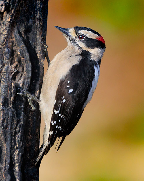 Downy Woodpecker