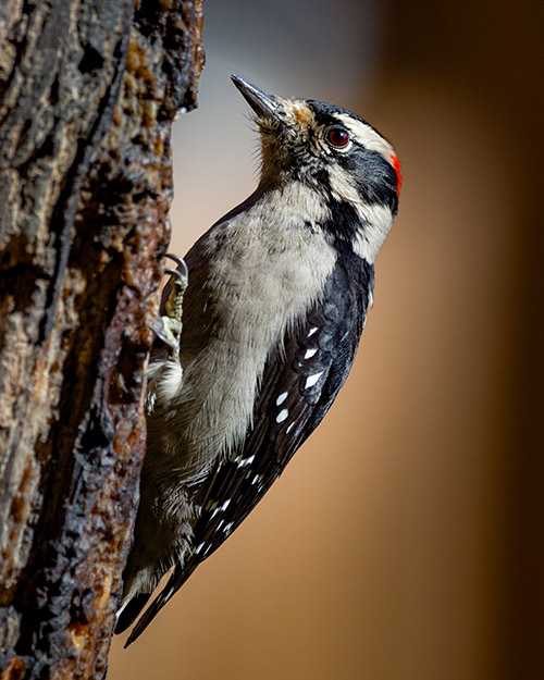 Downy Woodpecker