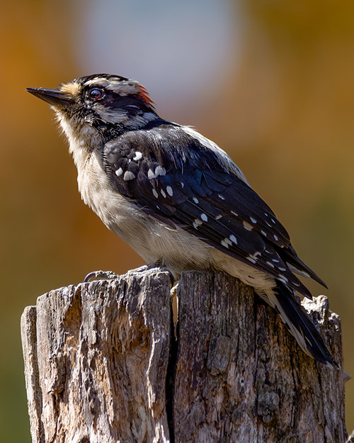 Downy Woodpecker