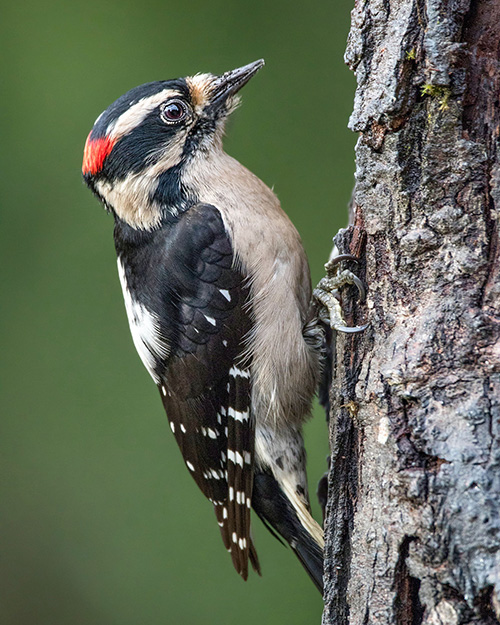 Downy Woodpecker