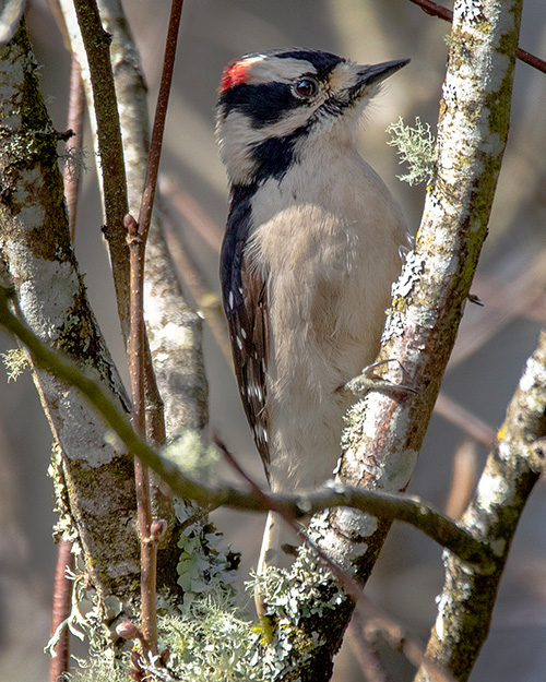 Downy Woodpecker