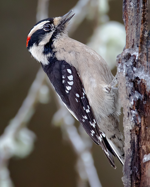 Downy Woodpecker