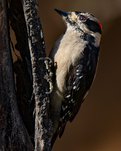 Downy Woodpecker