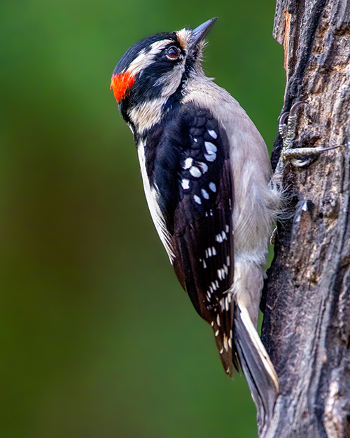 Downy Woodpecker