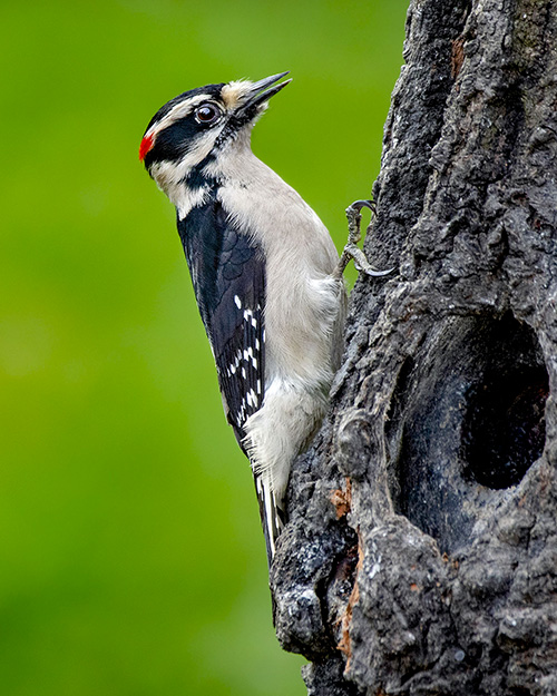 Downy Woodpecker