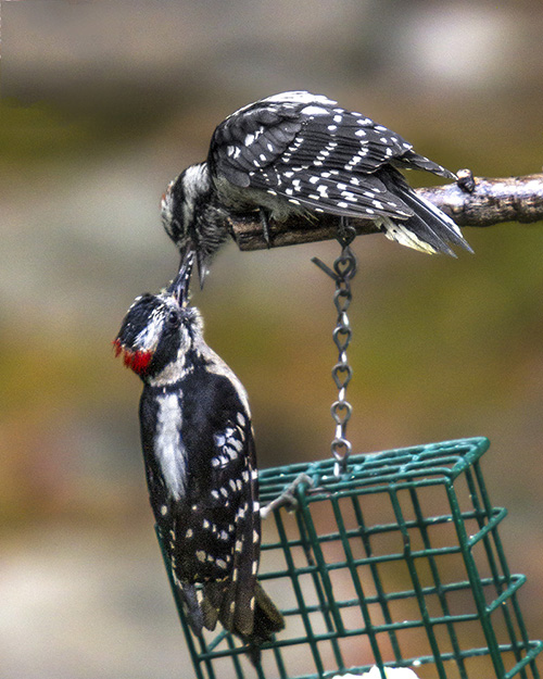 Juvenile Downy Woodpecker