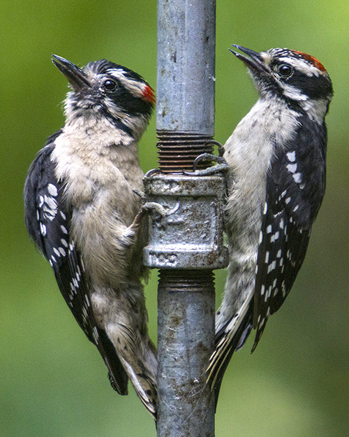 Juvenile Downy Woodpecker
