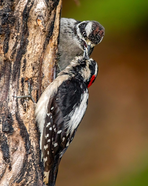 Juvenile Downy Woodpecker