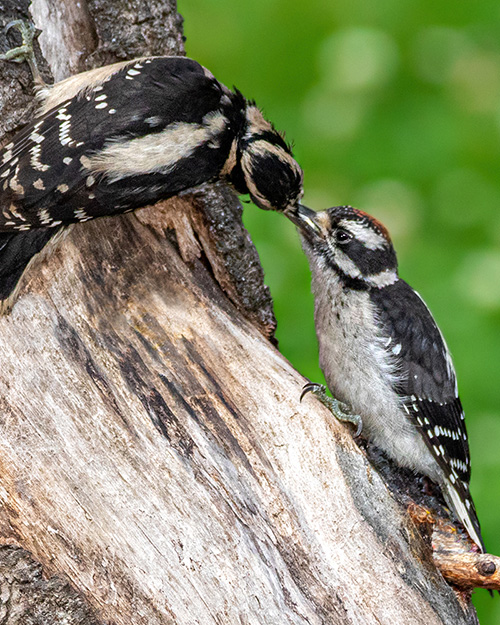 Juvenile Downy Woodpecker