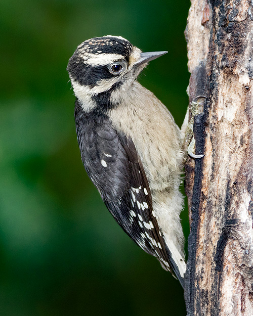 Juvenile Downy Woodpecker
