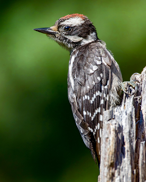 Juvenile Downy Woodpecker