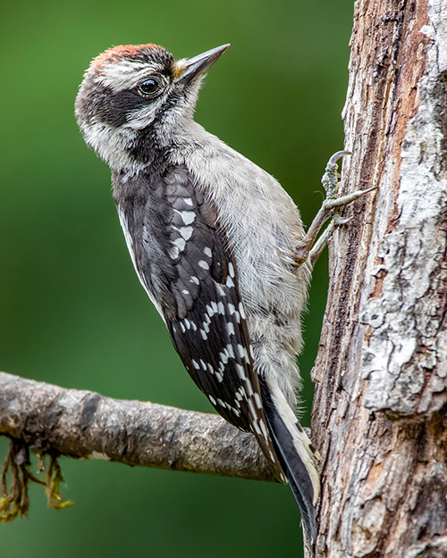 Juvenile Downy Woodpecker