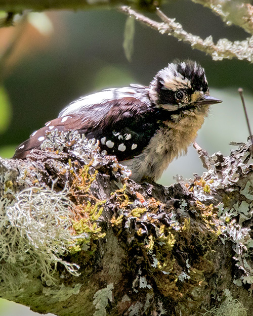 Juvenile Downy Woodpecker