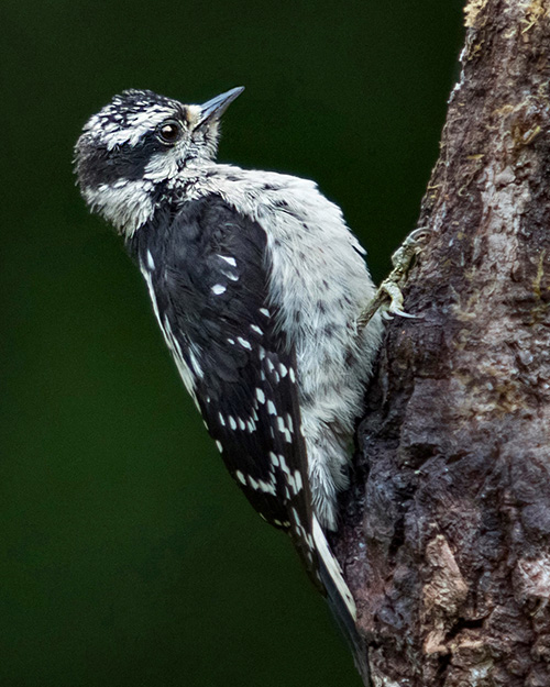 Juvenile Downy Woodpecker
