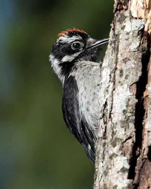 Juvenile Downy Woodpecker