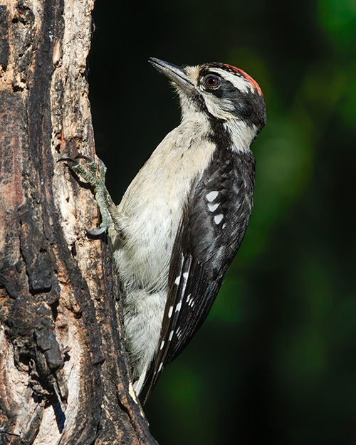 Juvenile Downy Woodpecker