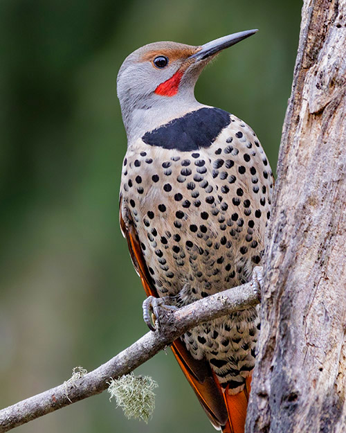 Northern Flicker (Red-shafted)