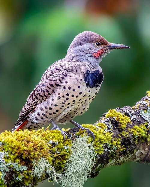 Northern Flicker (Red-shafted)