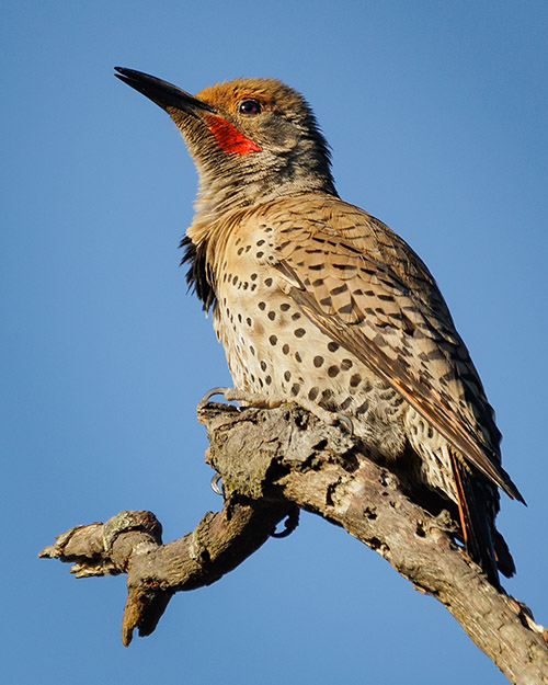 Northern Flicker (Red-shafted)
