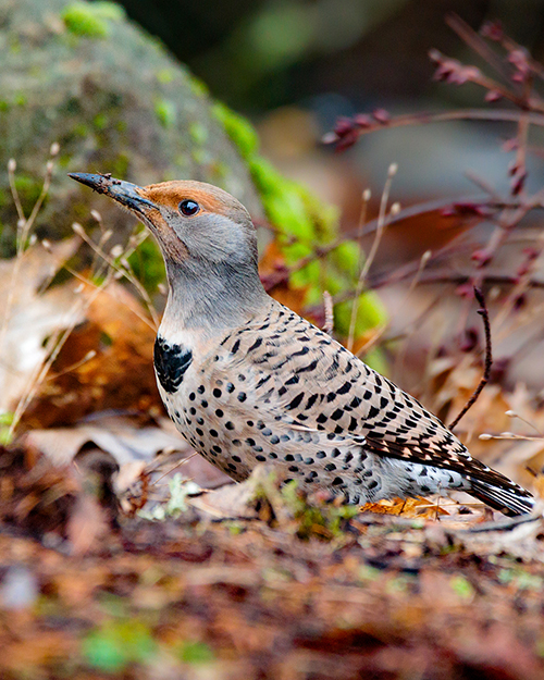 Northern Flicker (Red-shafted)