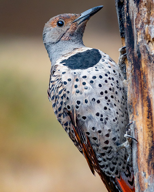 Northern Flicker (Red-shafted)