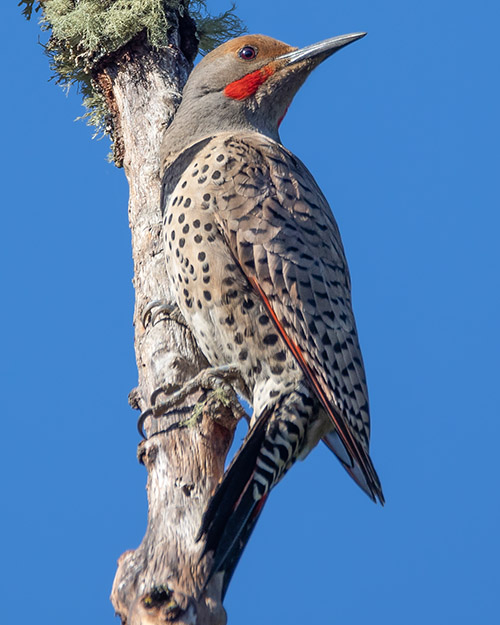 Northern Flicker (Red-shafted)