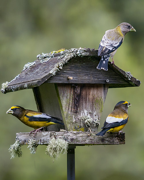 Evening Grosbeak