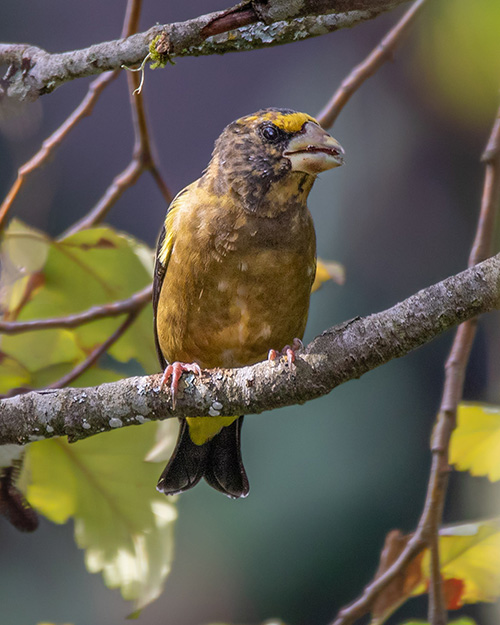 Evening Grosbeak