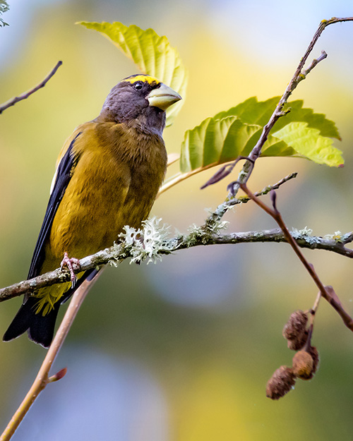 Evening Grosbeak