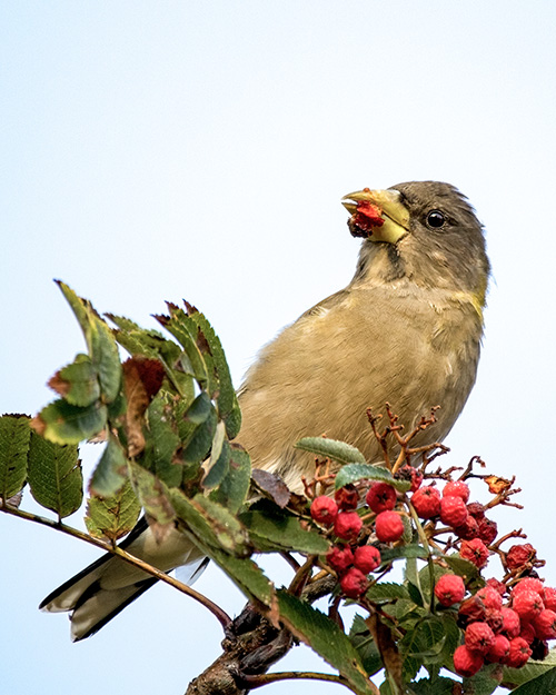 Evening Grosbeak