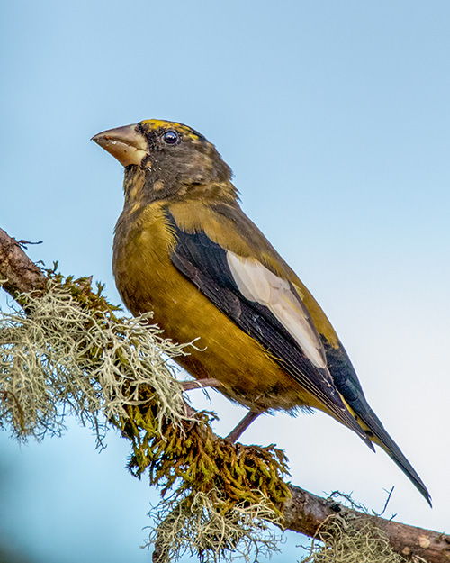 Evening Grosbeak