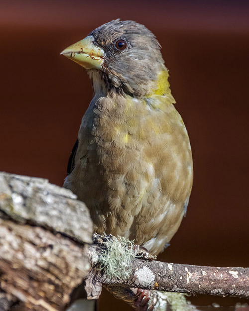 Evening Grosbeak