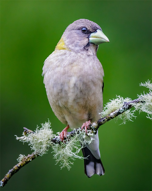 Evening Grosbeak