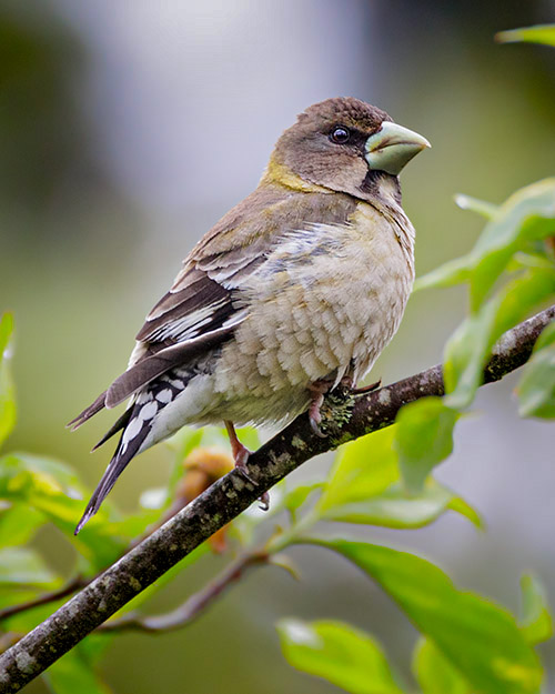 Evening Grosbeak