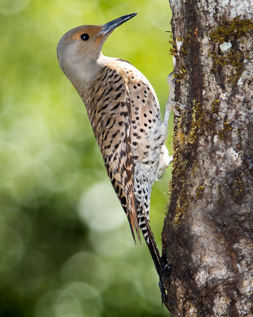 Northern Flicker (Red-shafted)