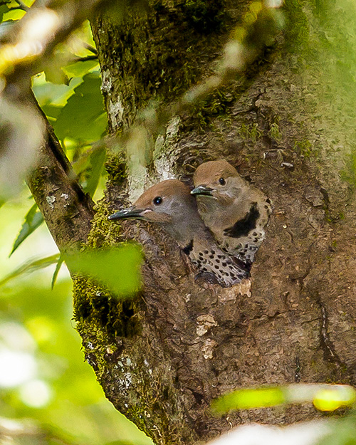 Northern Flicker (Red-shafted)