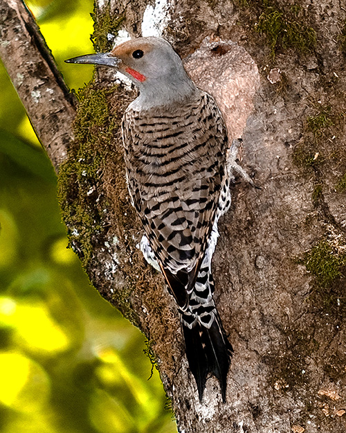 Northern Flicker (Red-shafted)