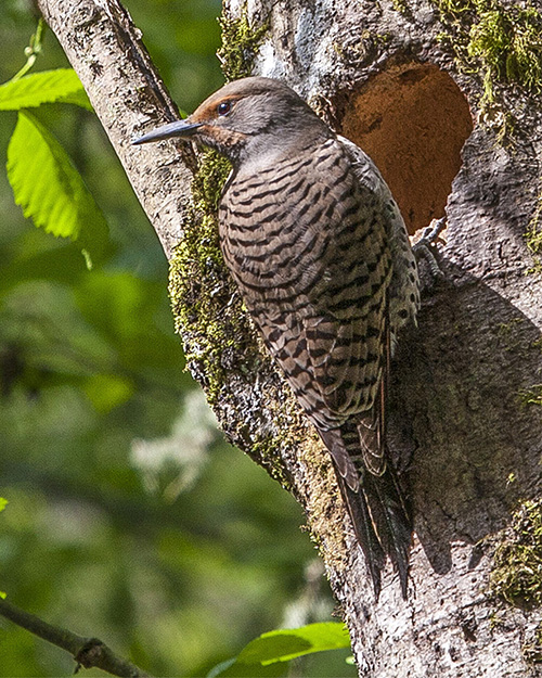 Northern Flicker (Red-shafted)