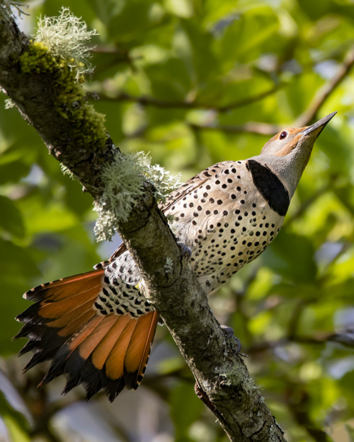 Northern Flicker (Red-shafted)