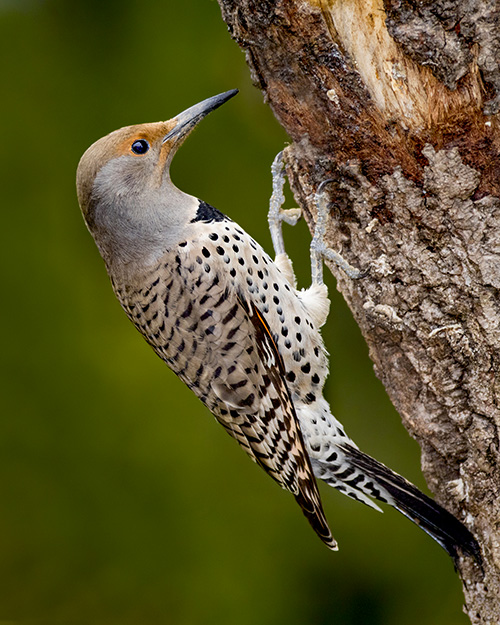 Northern Flicker (Red-shafted)