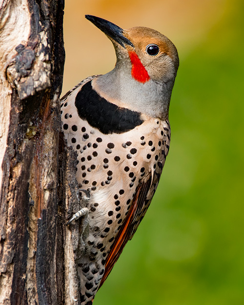 Northern Flicker (Red-shafted)