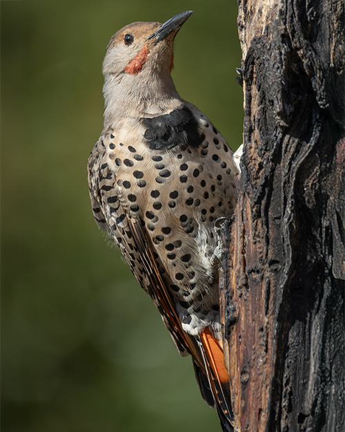 Northern Flicker (Red-shafted)