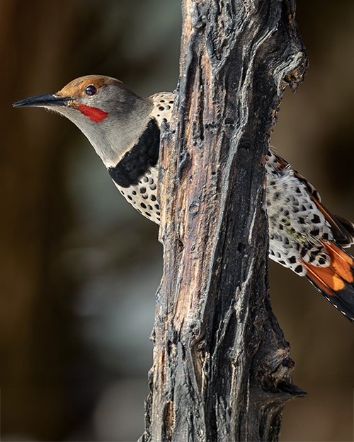 Northern Flicker (Red-shafted)