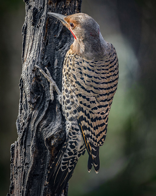 Northern Flicker (Red-shafted)