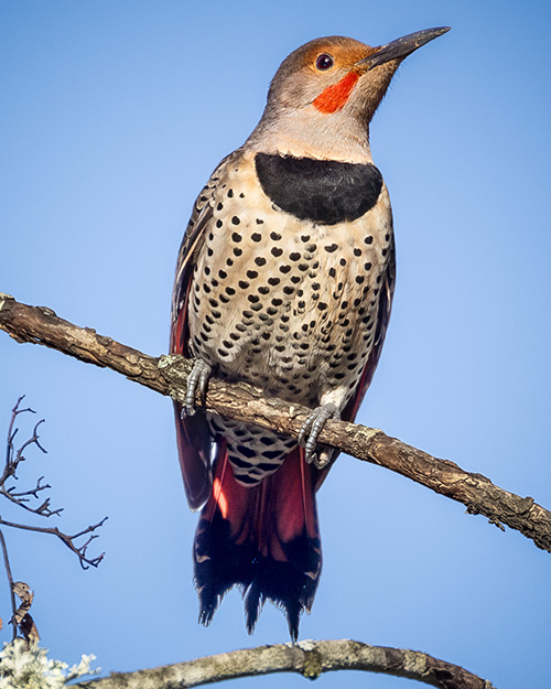 Northern Flicker (Red-shafted)