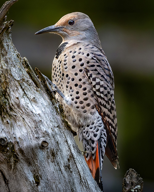Northern Flicker (Red-shafted)
