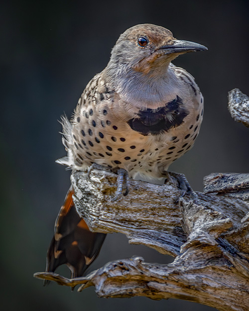 Northern Flicker (Red-shafted)