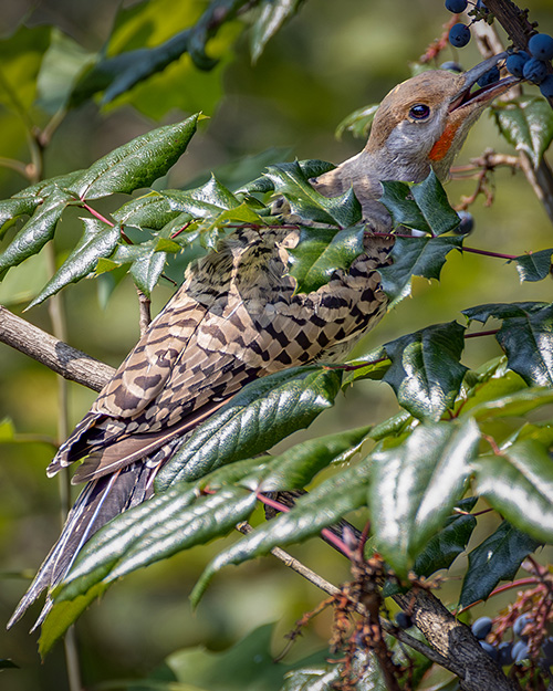 Northern Flicker (Red-shafted)